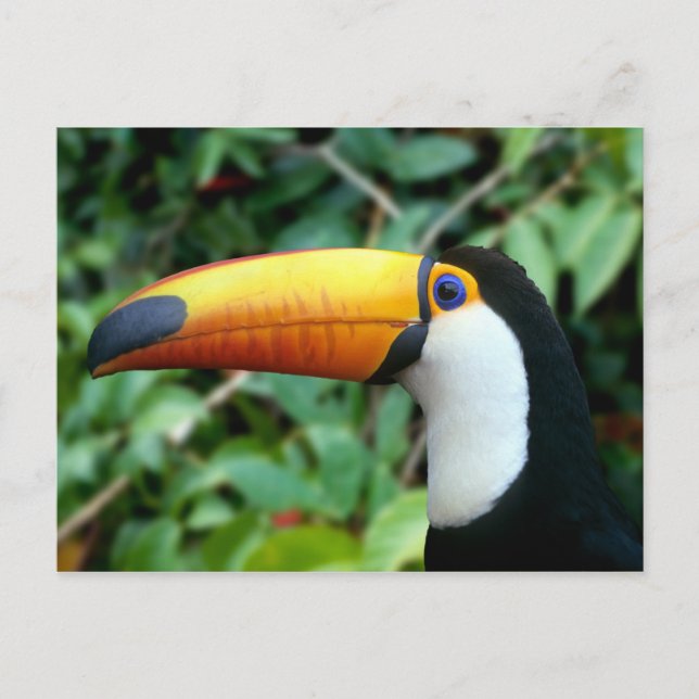 Yellow Beaked Toucan Postcard (Front)