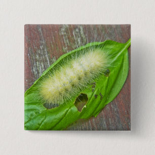 Yellow Bear Caterpillar Virginian Tiger Moth Items 15 Cm Square Badge