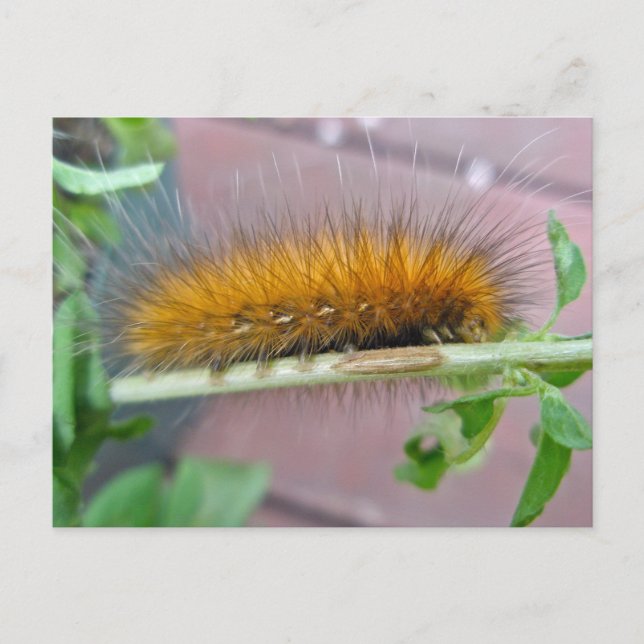 Yellow Bear Caterpillar Virginian Tiger Moth Items Postcard (Front)