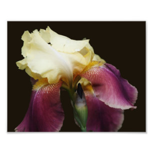 Yellow Bearded Iris Flower 8x10 Photo Print