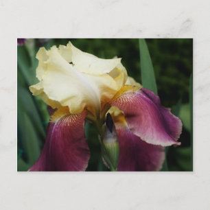 Yellow Bearded Iris Flower Postcard