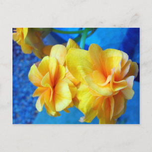 Yellow Begonias Postcard