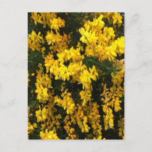 Yellow  Bell flowers -- Native Australian Postcard