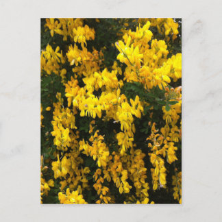 Yellow Bell flowers -- Native Australian Postcard