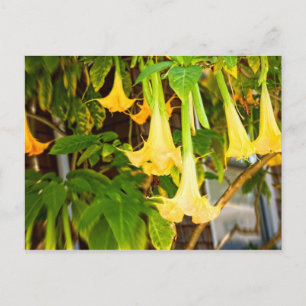 yellow "bell"l flowers postcard