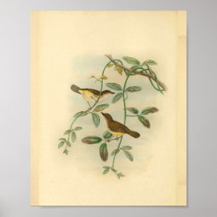Yellow Bellied Flycatcher Bird Vintage Print