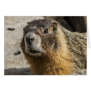 Yellow Bellied Marmot