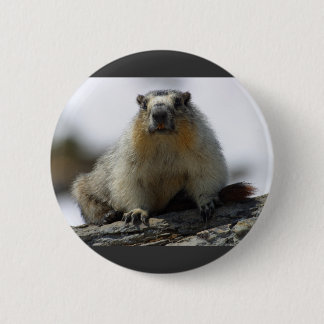Yellow Bellied Marmot 6 Cm Round Badge