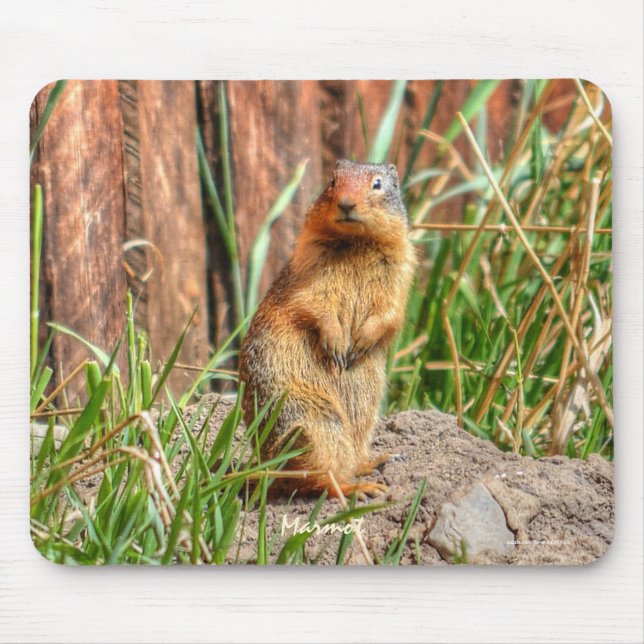 Yellow-bellied Marmot and Barn #Gift Mousepad (Front)