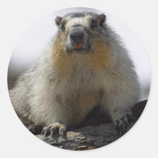 Yellow Bellied Marmot Classic Round Sticker (Front)