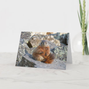 Yellow-Bellied Marmot Folded Greeting Card