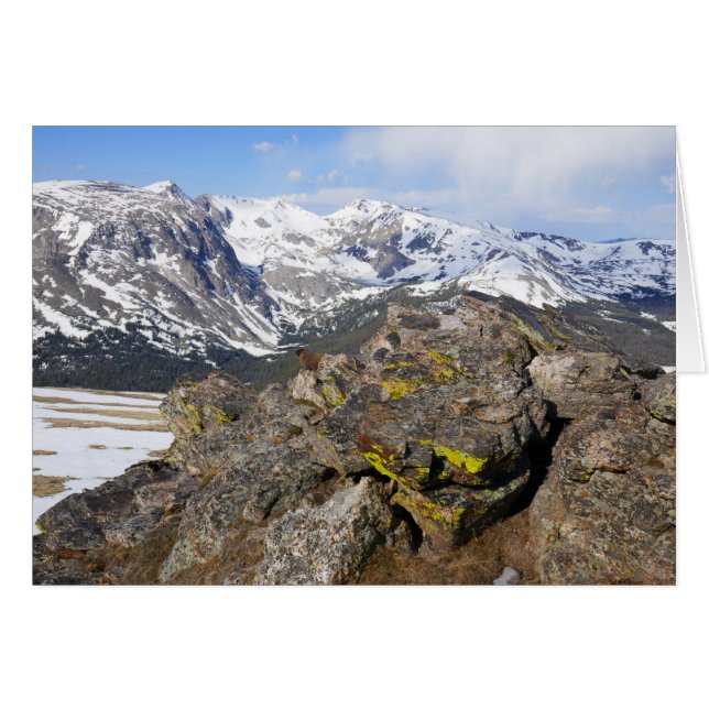 Yellow-Bellied Marmot Gazing at Rocky Mountains (Front Horizontal)