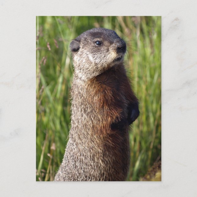 Yellow-Bellied Marmot Gifts Postcard (Front)
