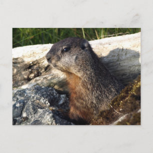 Yellow-Bellied Marmot Gifts Postcard