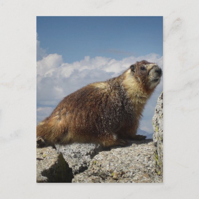 Yellow Bellied Marmot in Yosemite Postcard (Front)