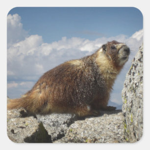 Yellow Bellied Marmot in Yosemite Square Sticker