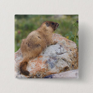 Yellow-bellied Marmot, Marmota flaviventris, 15 Cm Square Badge