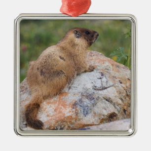Yellow-bellied Marmot, Marmota flaviventris, Metal Tree Decoration