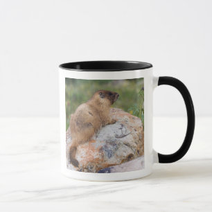 Yellow-bellied Marmot, Marmota flaviventris, Mug