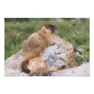 Yellow-bellied Marmot, Marmota flaviventris, Photo Print
