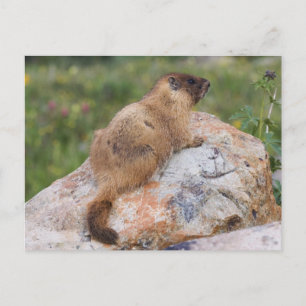 Yellow-bellied Marmot, Marmota flaviventris, Postcard