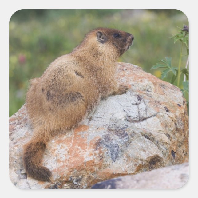 Yellow-bellied Marmot, Marmota flaviventris, Square Sticker (Front)