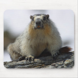 Yellow Bellied Marmot Mouse Pad