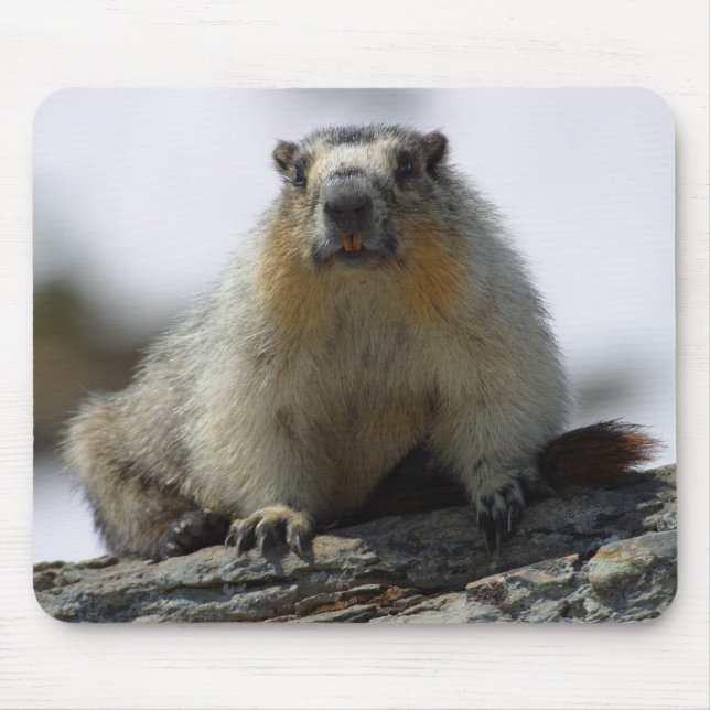 Yellow Bellied Marmot Mouse Pad (Front)