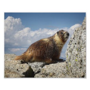 Yellow Bellied Marmot Photo Print