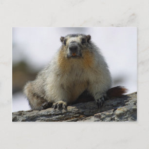Yellow Bellied Marmot Postcard