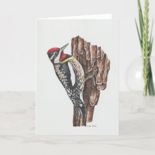 Yellow-bellied Sapsucker Art Card