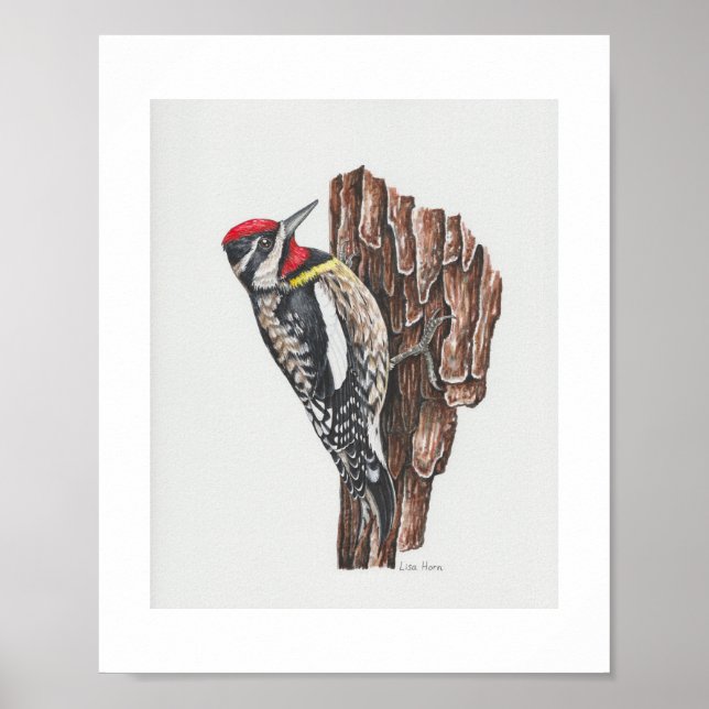 Yellow-bellied Sapsucker Art Print (Front)