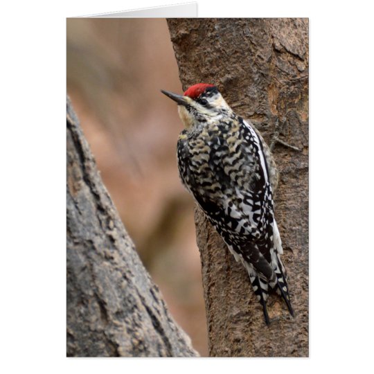 Yellow-bellied sapsucker card