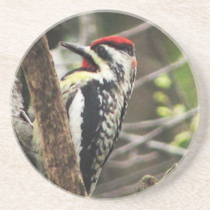 Yellow-bellied Sapsucker Coaster