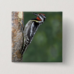 Yellow-bellied Sapsucker (male) 15 Cm Square Badge