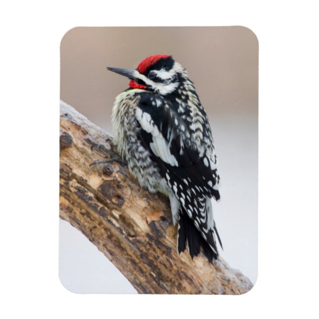 Yellow-bellied Sapsucker male Magnet (Vertical)