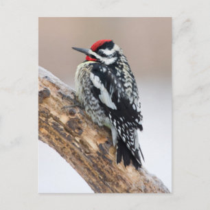 Yellow-bellied Sapsucker male Postcard