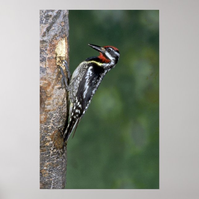 Yellow-bellied Sapsucker (male) Poster (Front)