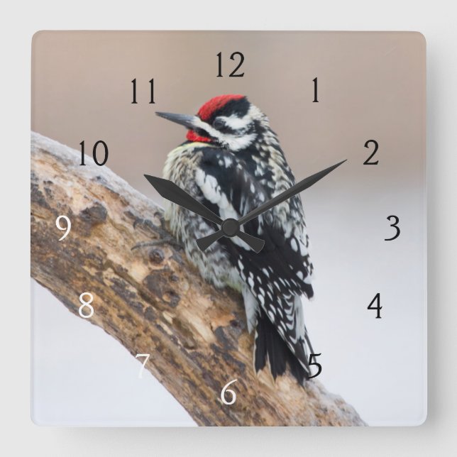 Yellow-bellied Sapsucker male Square Wall Clock (Front)