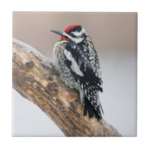 Yellow-bellied Sapsucker male Tile