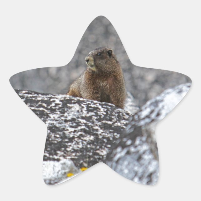 Yellow Belly Marmot Star Sticker (Front)