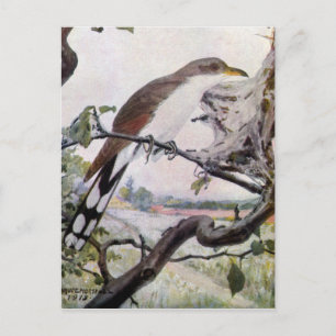 Yellow-billed Cuckoo and Tent Caterpillars Postcard