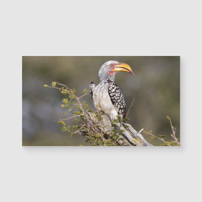 Yellow billed hornbill (Front)