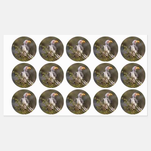 Yellow billed hornbill (Sheet)