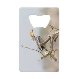 Yellow billed hornbill