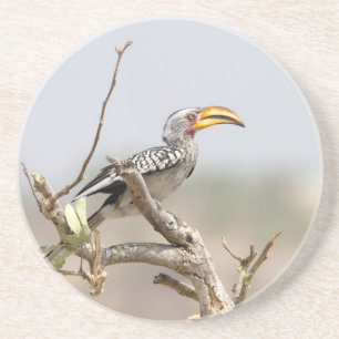 Yellow billed hornbill coaster