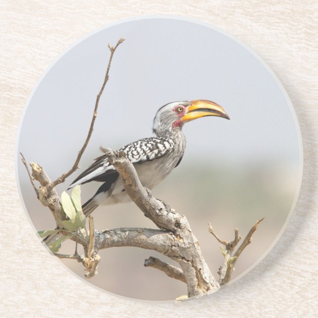 Yellow billed hornbill coaster (Front)
