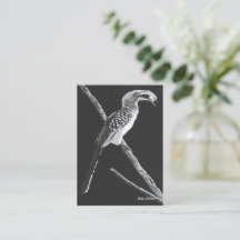 Yellow Billed Hornbill, Kalahari Animal Bookmark