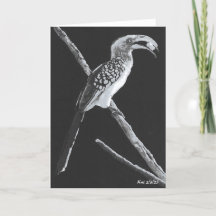 Yellow Billed Hornbill, Kalahari Animal Folded