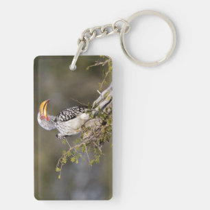 Yellow billed hornbill key ring